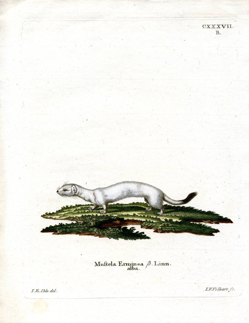 Ermine (värillinen kaiverrus) tekijältä German School