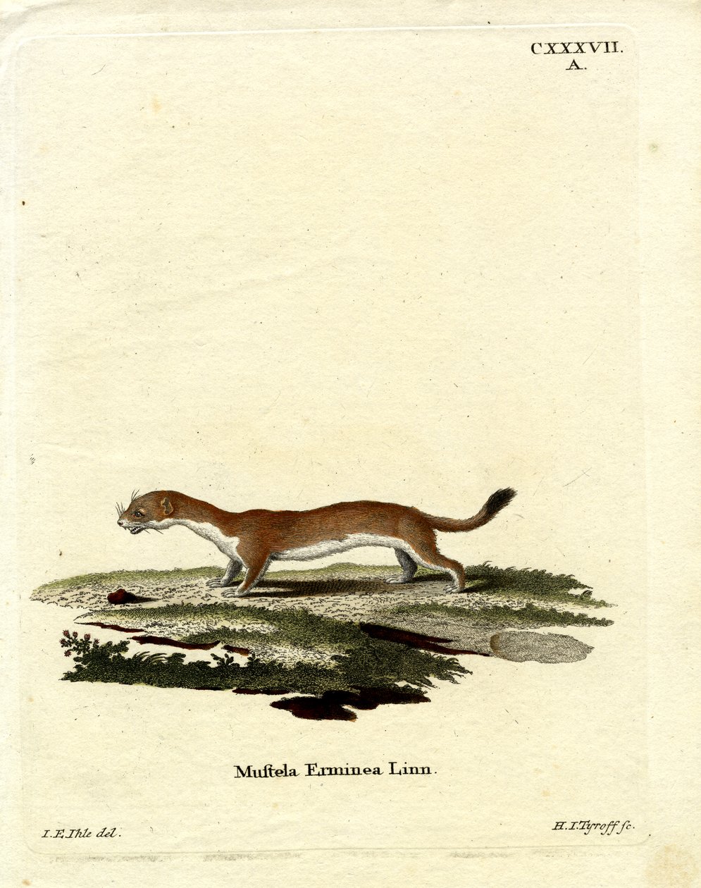 Ermine (värillinen kaiverrus) tekijältä German School