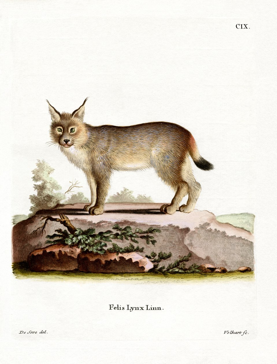 Eurasian Lynx (värillinen kaiverrus) tekijältä German School