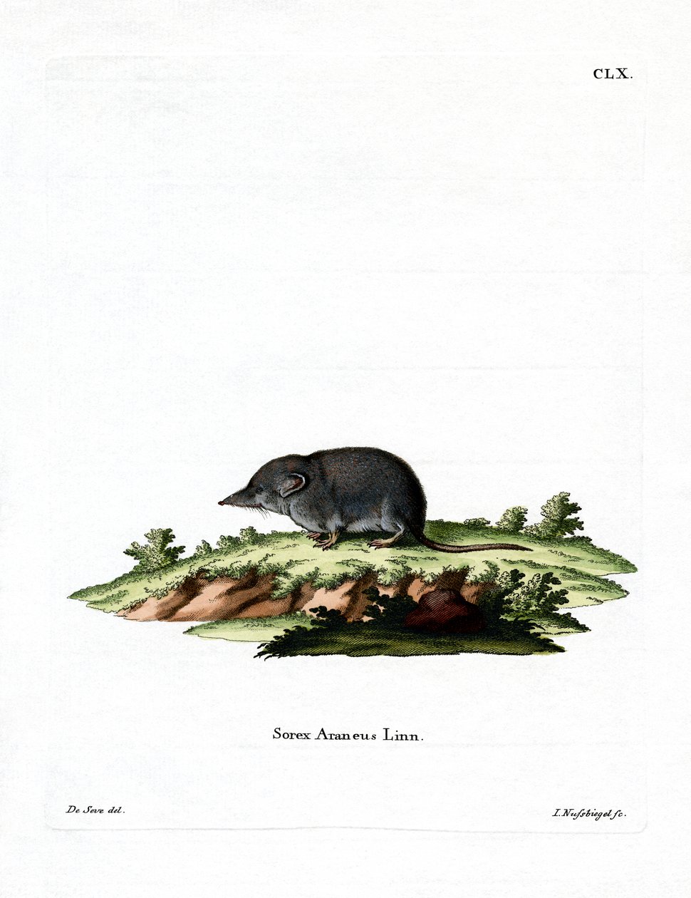 Eurasian Shrrew (värillinen kaiverrus) tekijältä German School