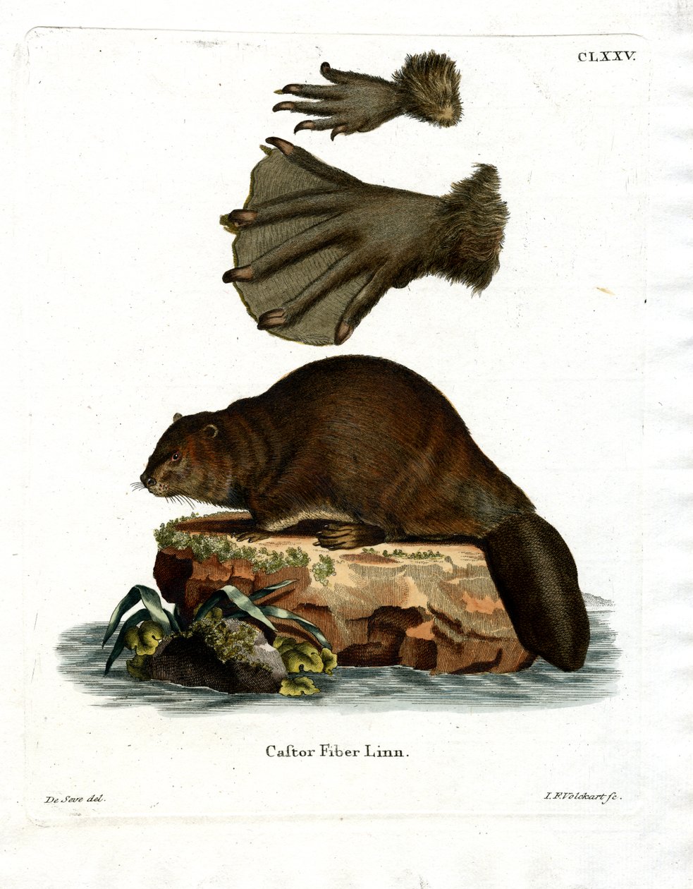 European Beaver (värillinen kaiverrus) tekijältä German School