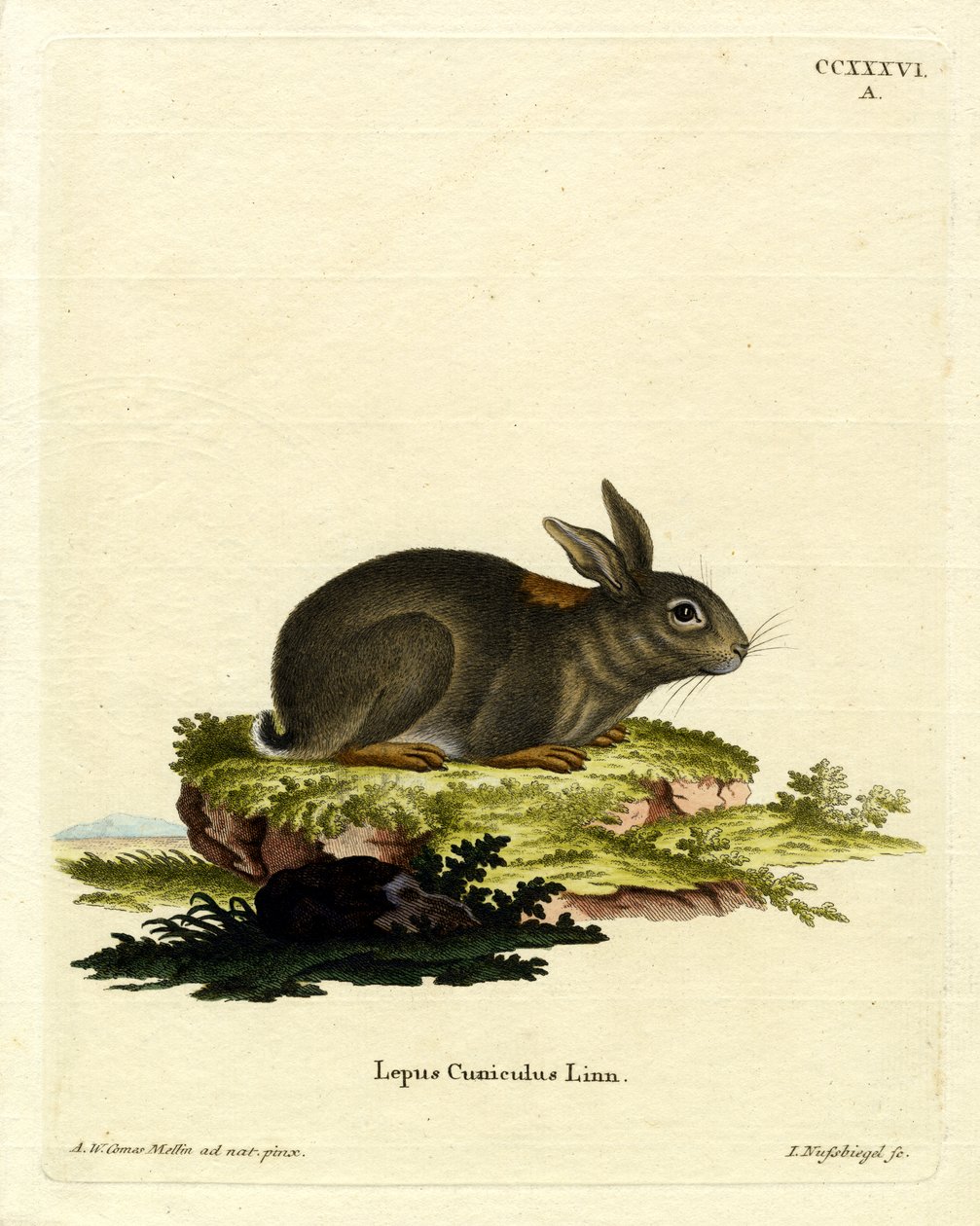European Rabbit (värillinen kaiverrus) tekijältä German School
