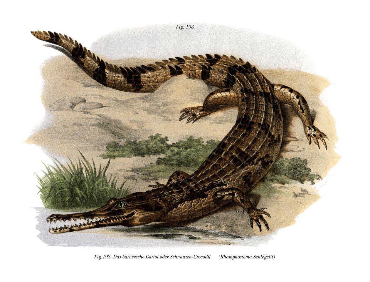False Gharial (värijäsenet) tekijältä German School