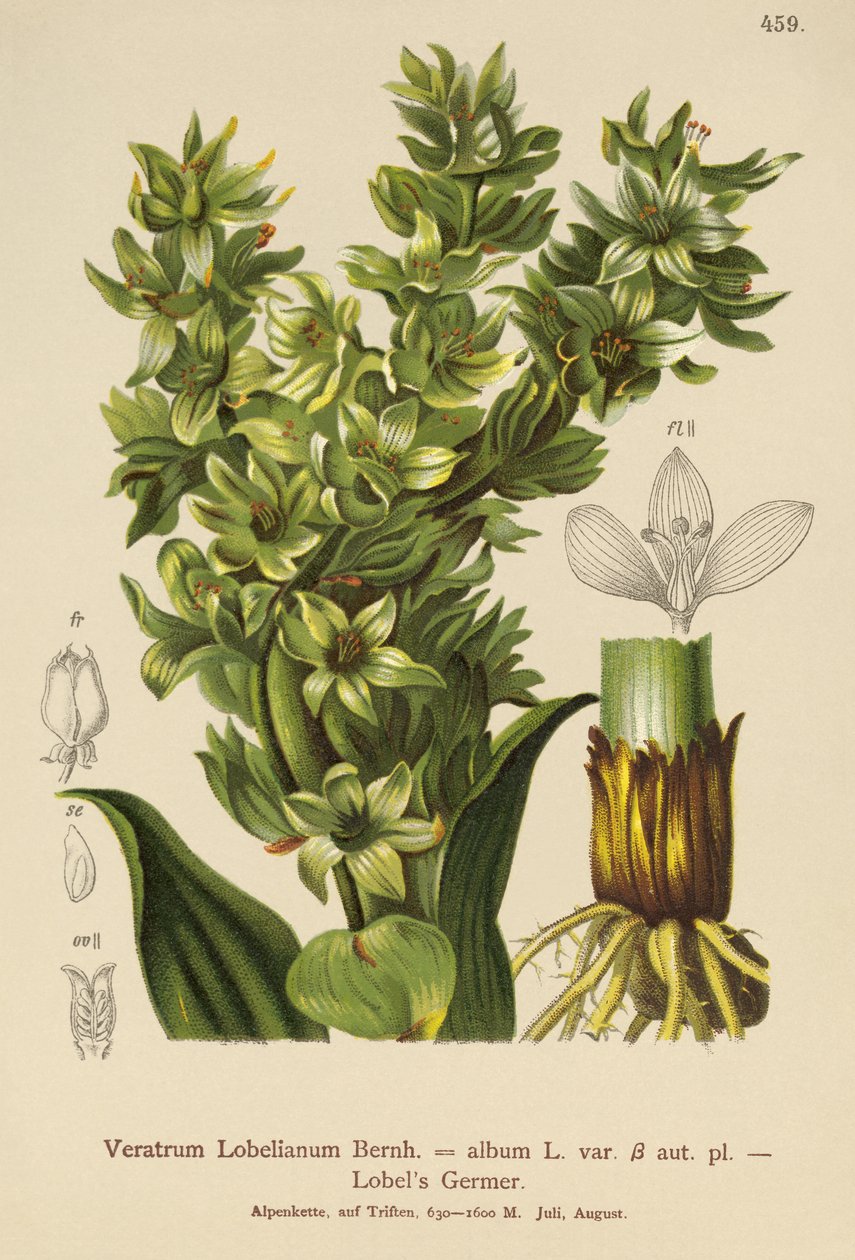 False Helleborine (Veratrum-albumi, Veratrum Lobelianum) tekijältä German School