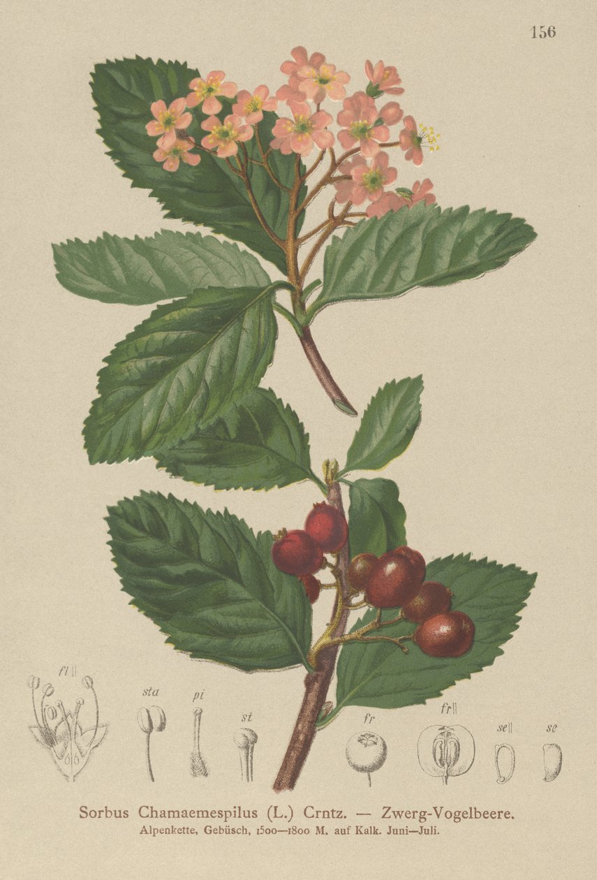 Väärä mispeli (Sorbus chamaemespilus) tekijältä German School