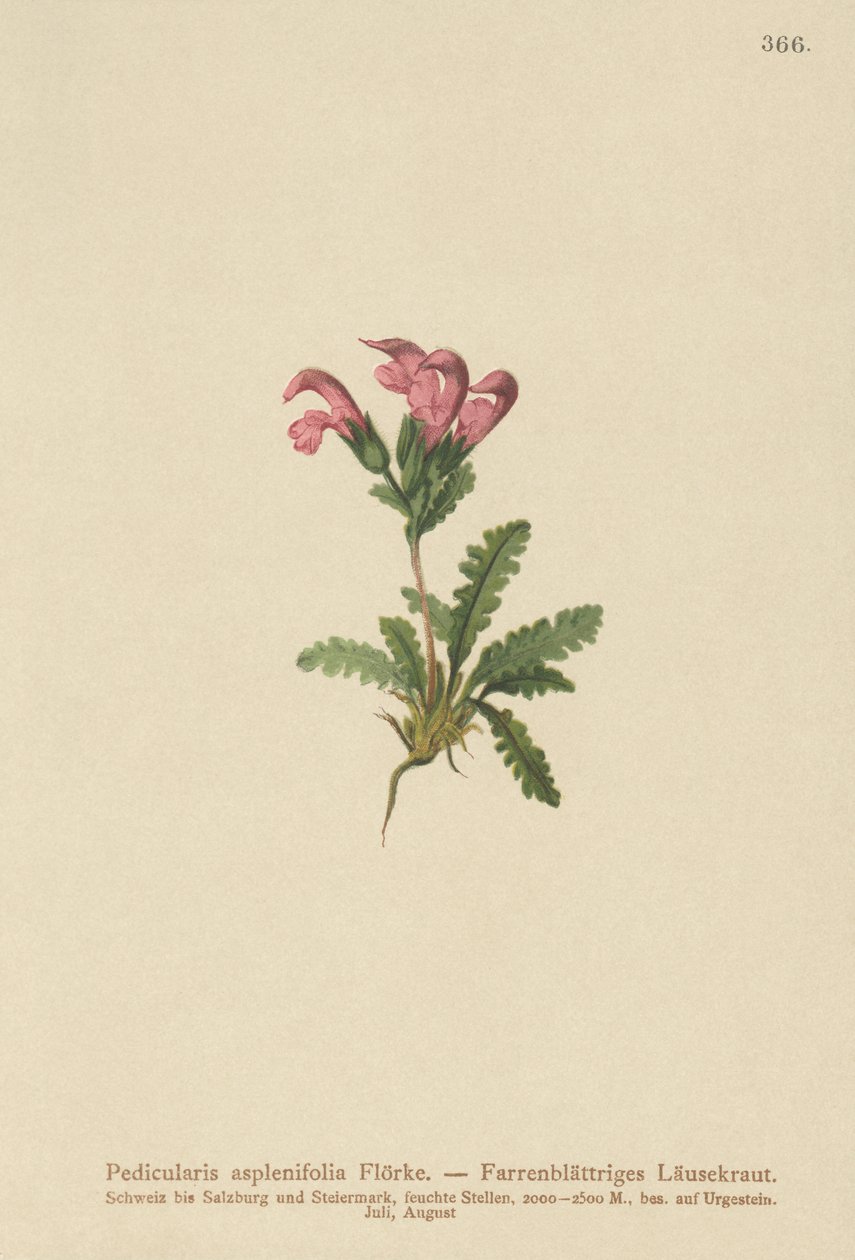 Saniaislehtinen lousewort (Pedicularis asplenifolia) tekijältä German School