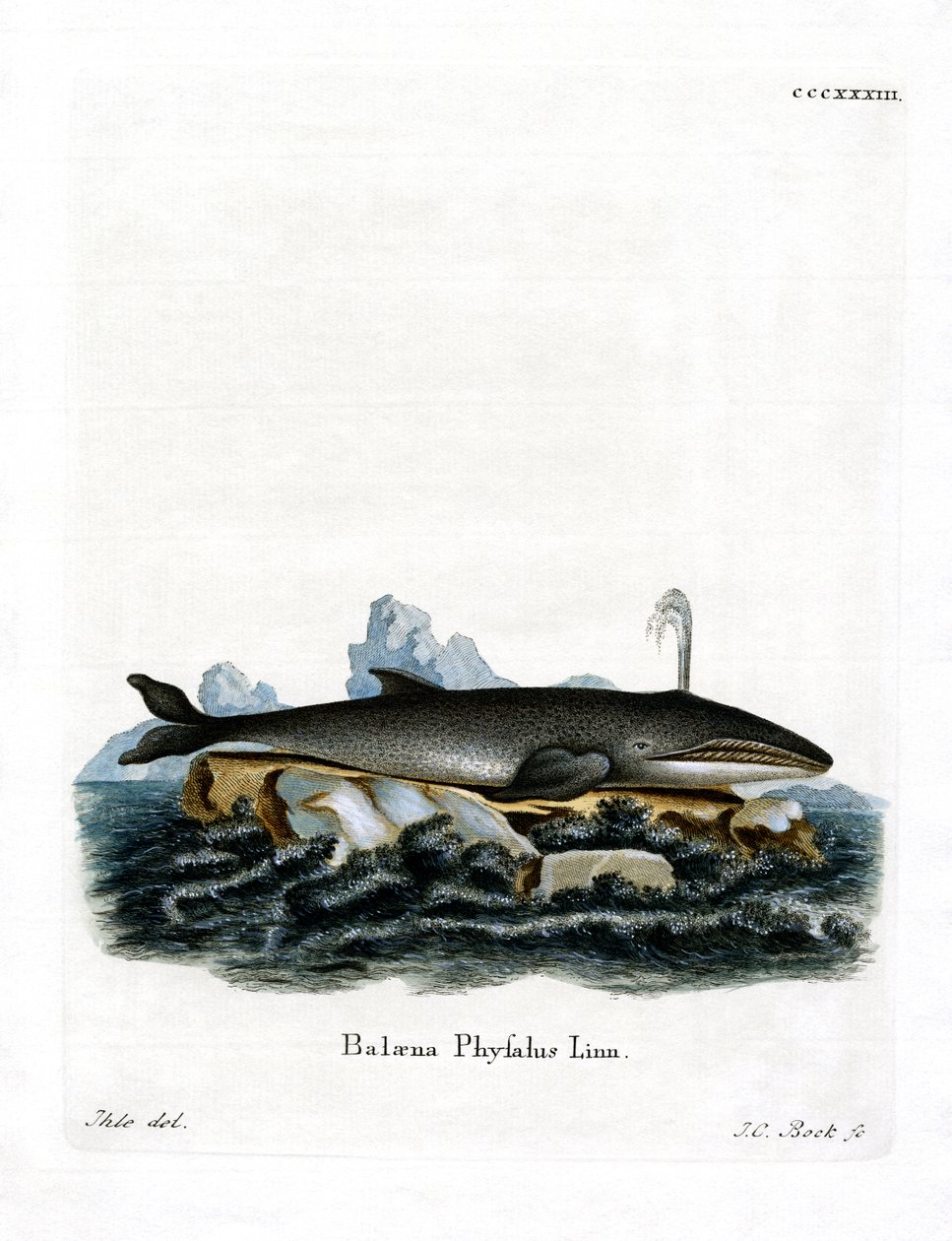 Fin Whale (värillinen kaiverrus) tekijältä German School