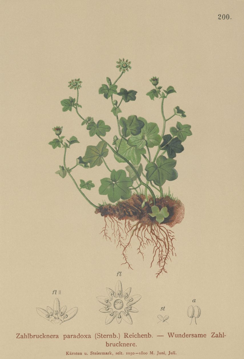 Fragile Saxifrage (Zahlbrucknera paradoxa, Saxifraga paradoxa) tekijältä German School