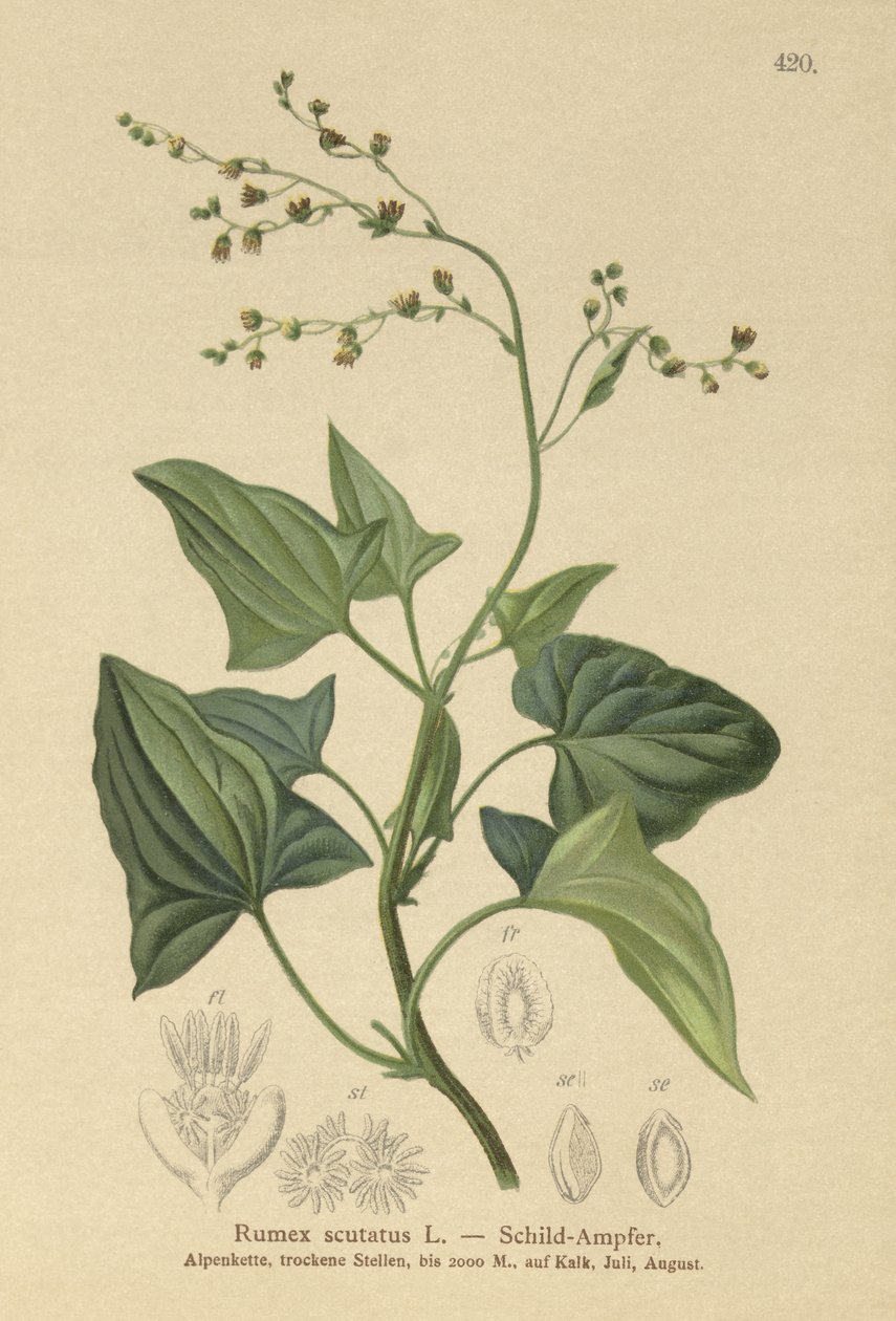 ranskalainen suolajuuri (Rumex scutatus) tekijältä German School