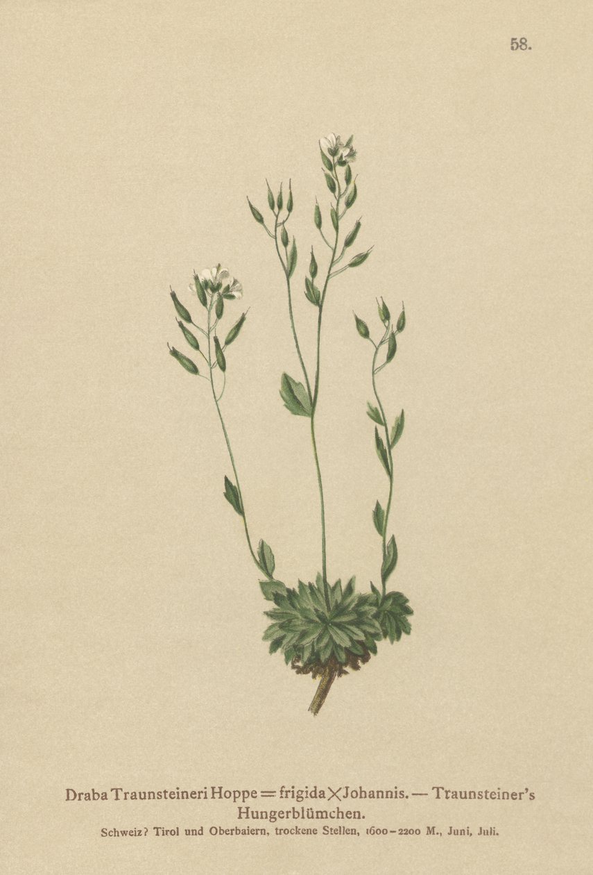 Kylmä Whitlow-ruoho (Draba Traunsteineri, Draba frigida) tekijältä German School