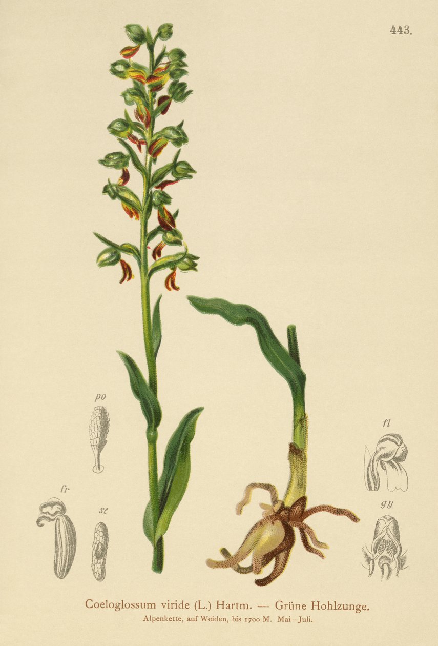 Sammakkoorkidea (Coeloglossum viride) tekijältä German School