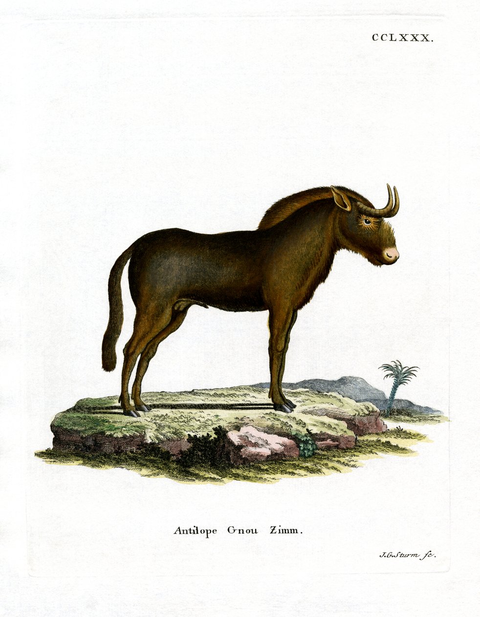 Gnu (värillinen kaiverrus) tekijältä German School