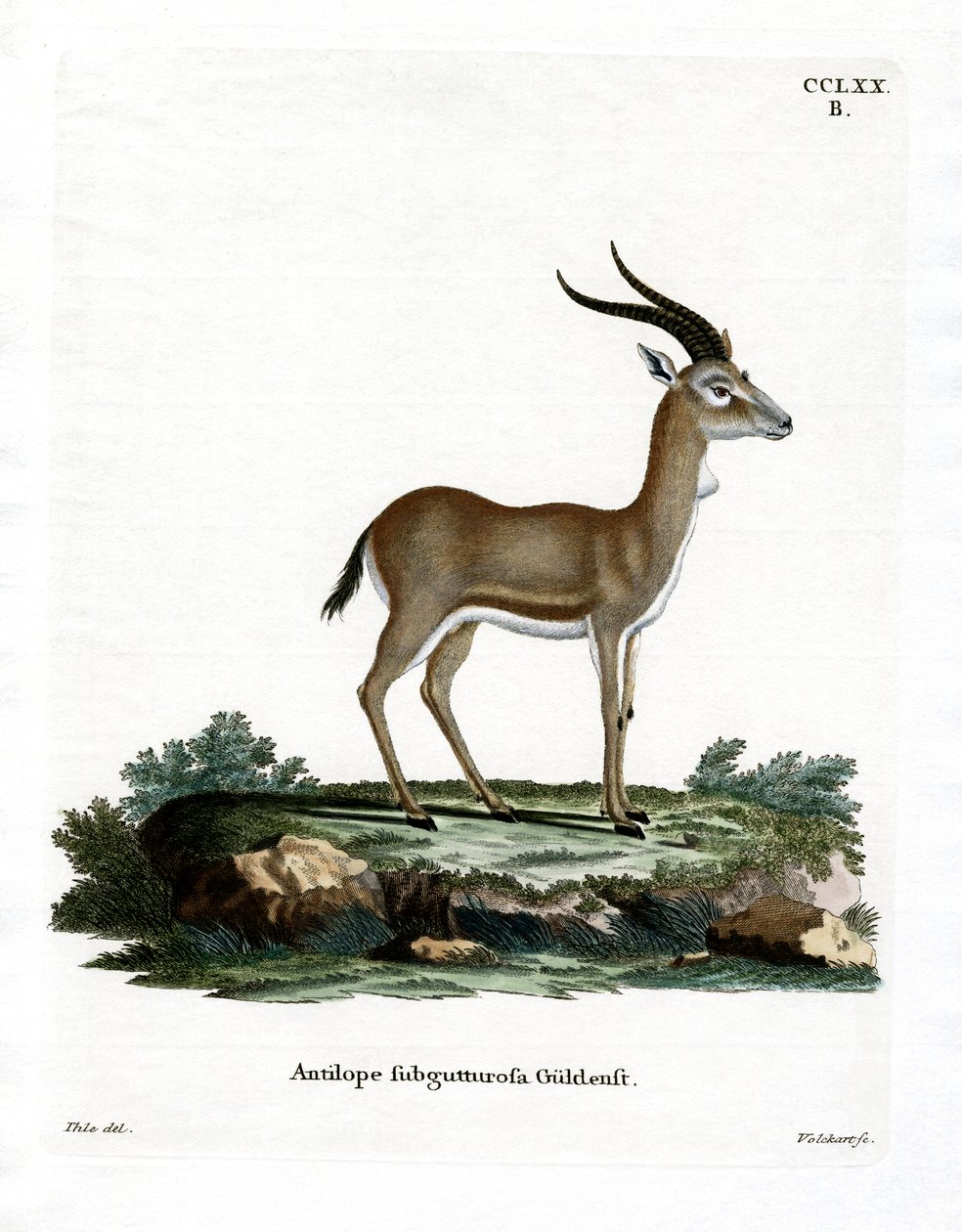 Goitered Gazelle (värillinen kaiverrus) tekijältä German School