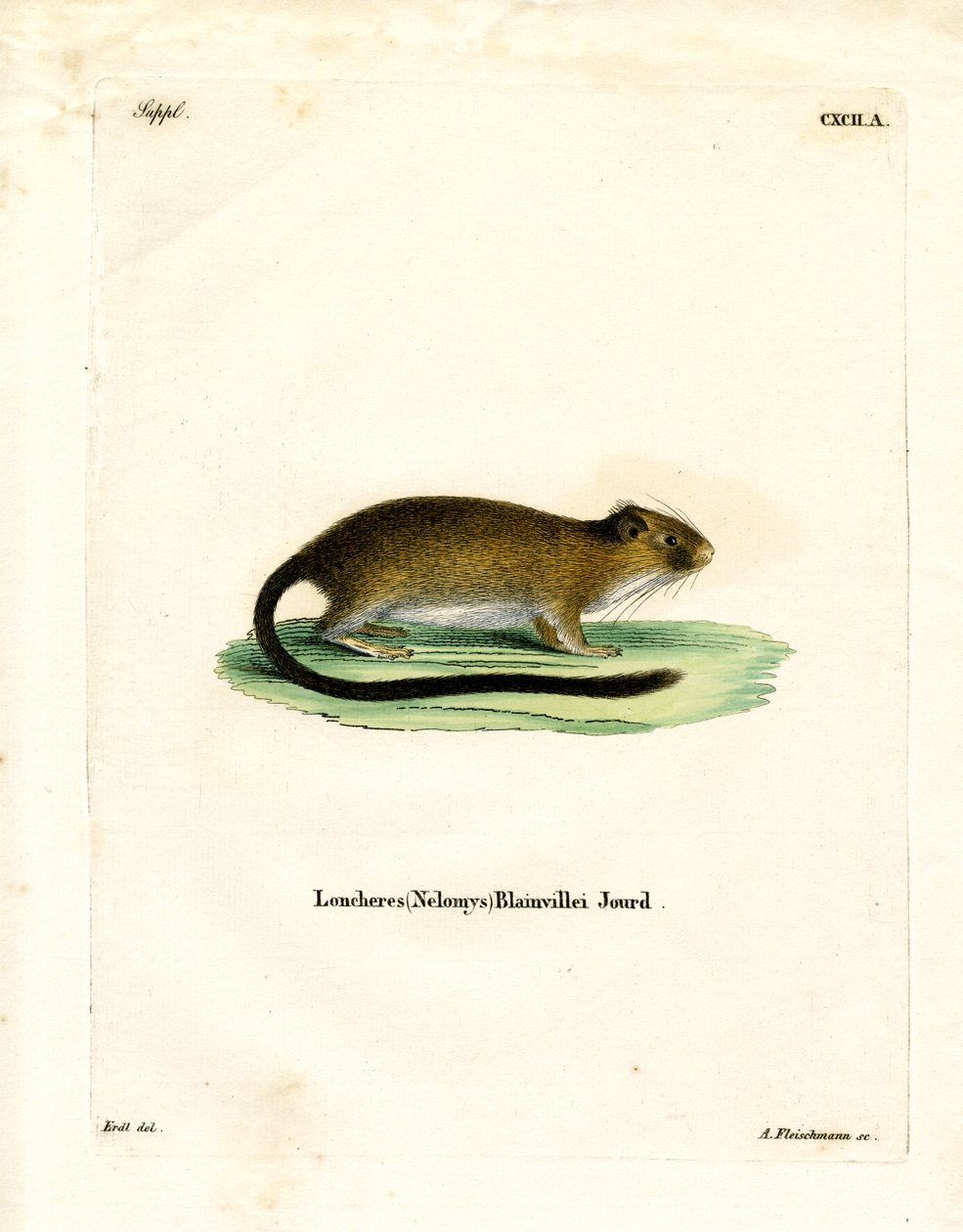 Golden Atlantic Tree Rat (värillinen kaiverrus) tekijältä German School
