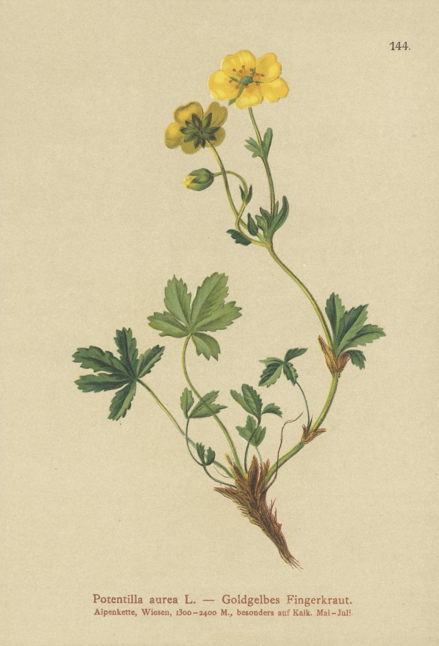 Kultainen Cinquefoil tekijältä German School