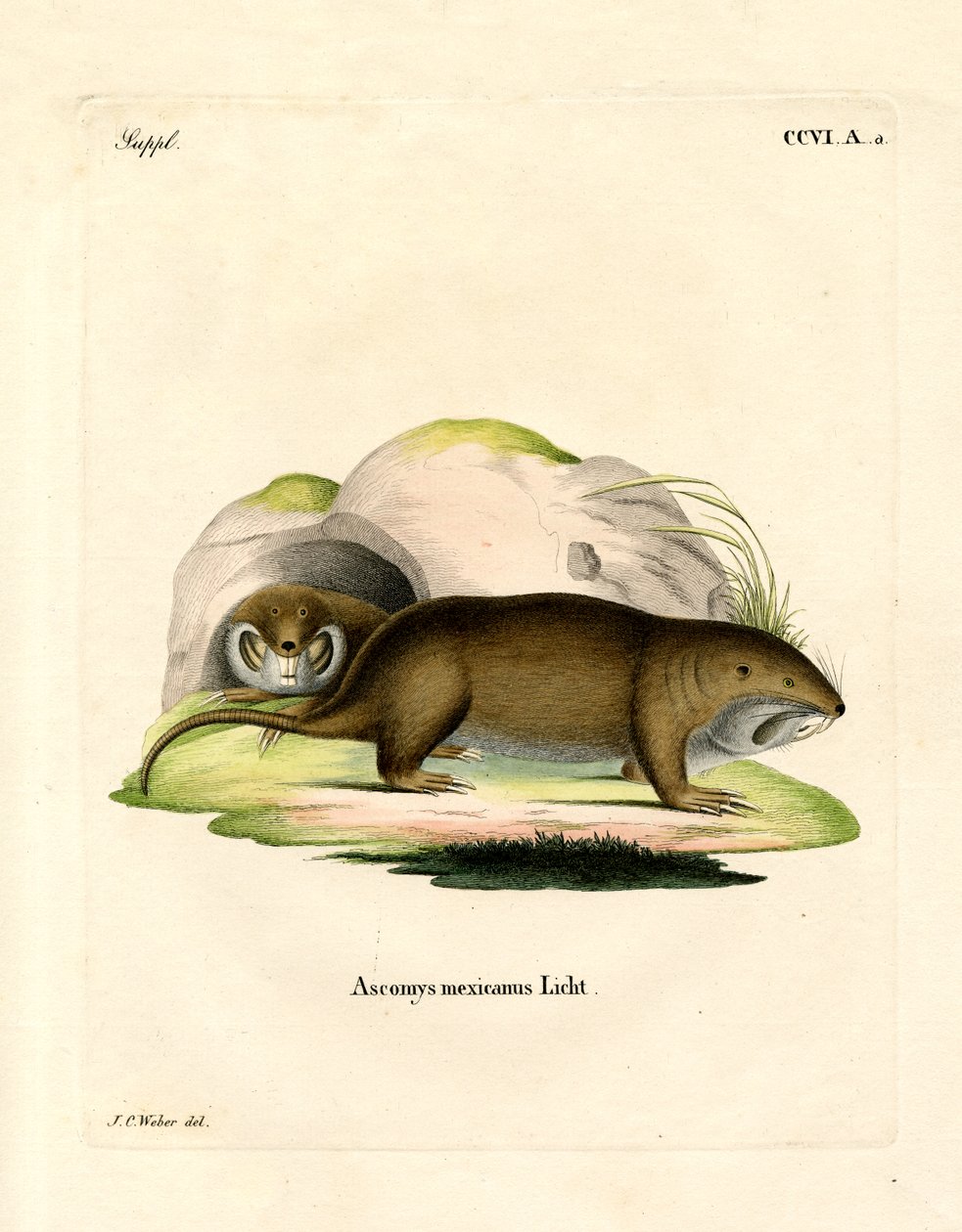 Gopher (värillinen kaiverrus) tekijältä German School
