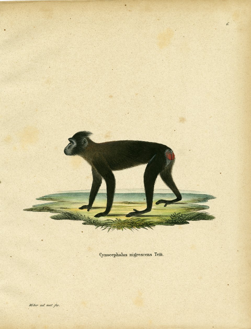 Gorontalo Macaque (värillinen kaiverrus) tekijältä German School