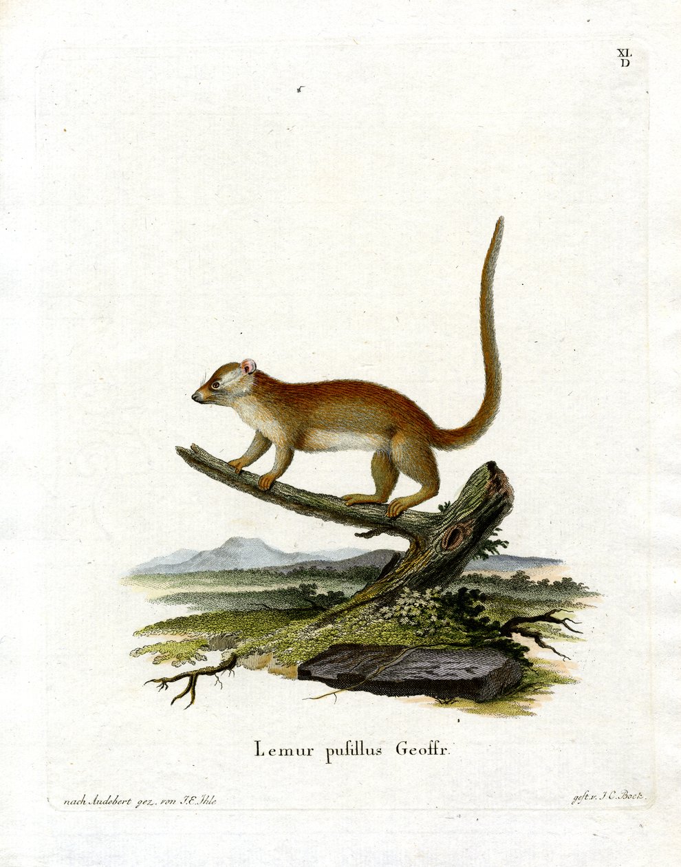 Grey Mouse Lemur (värillinen kaiverrus) tekijältä German School