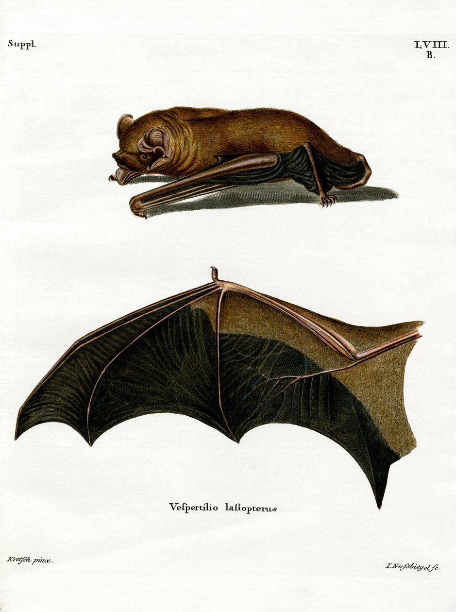 Greater Noctule Bat (värillinen kaiverrus) tekijältä German School