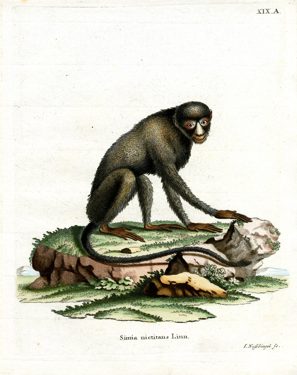 Greater Spot-nosed Monkey (värillinen kaiverrus) tekijältä German School