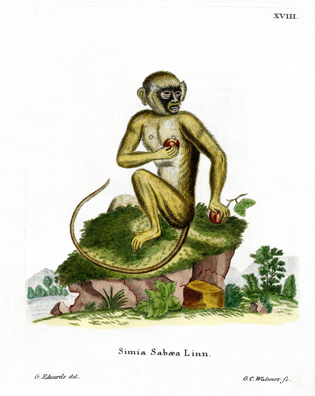 Green Monkey (värillinen kaiverrus) tekijältä German School