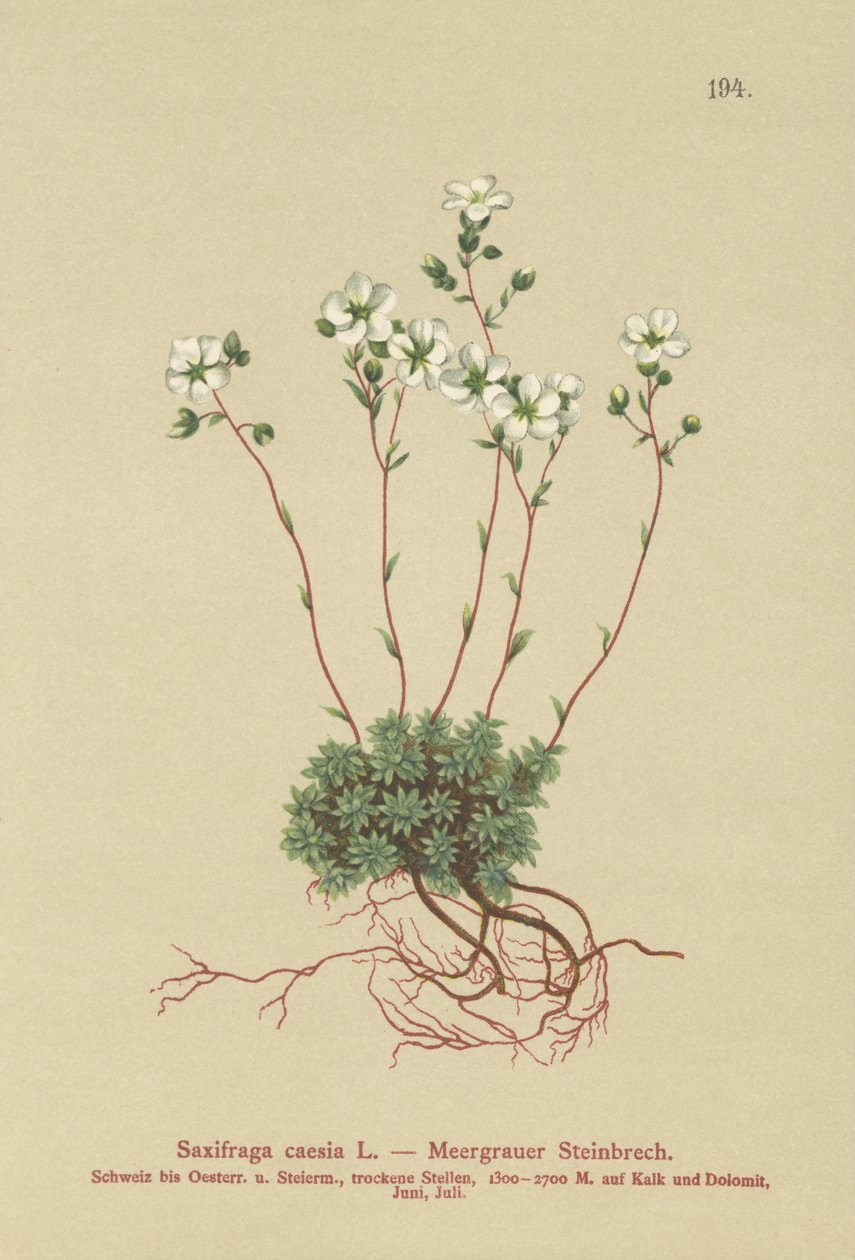 Harmaa saksifrage (Saxifraga caesia) tekijältä German School