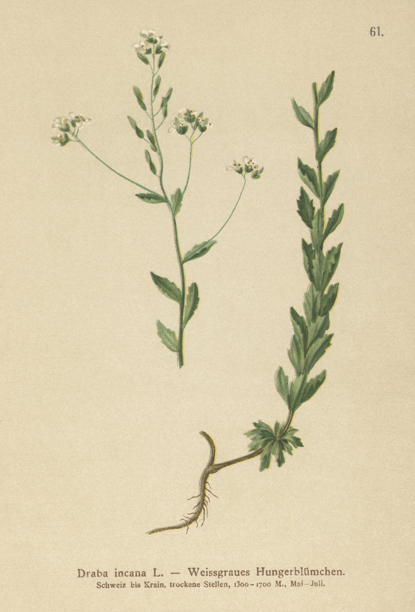 Harmaa Whitlow-ruoho (Draba incana,) tekijältä German School