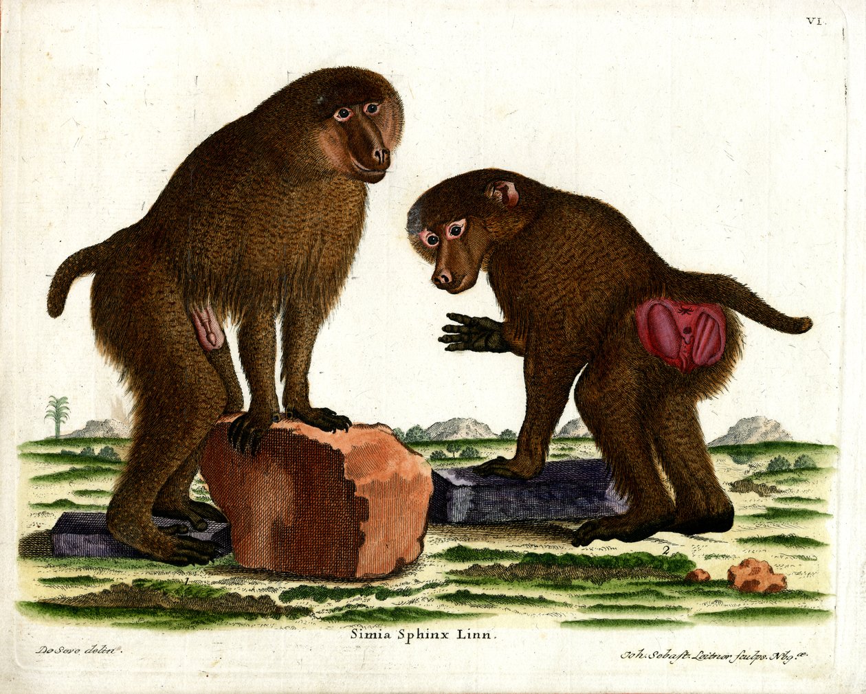 Guinea Baboon (värillinen kaiverrus) tekijältä German School