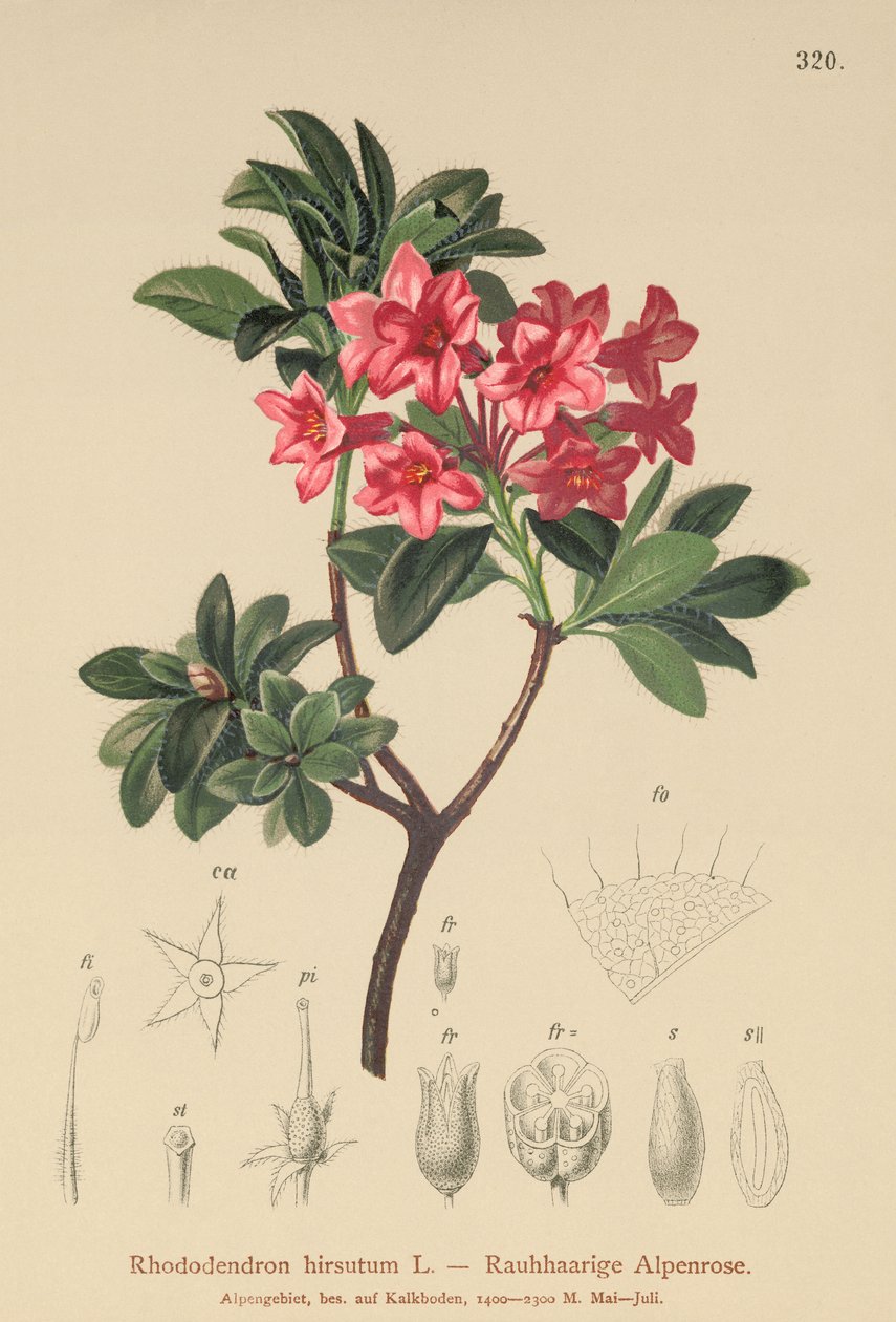 Karvainen Alpenrose (Rhododendron hirsutum) tekijältä German School