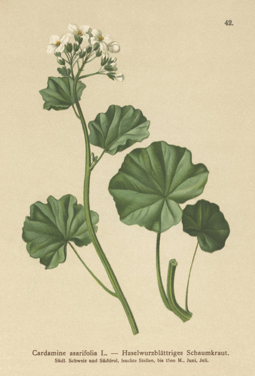 Karvainen katkerakrassi (Cardamine asarifolia) tekijältä German School