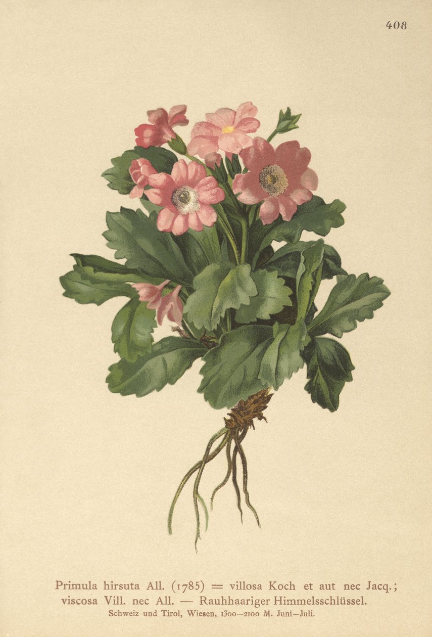 Karvainen esikko (Primula hirsuta) tekijältä German School