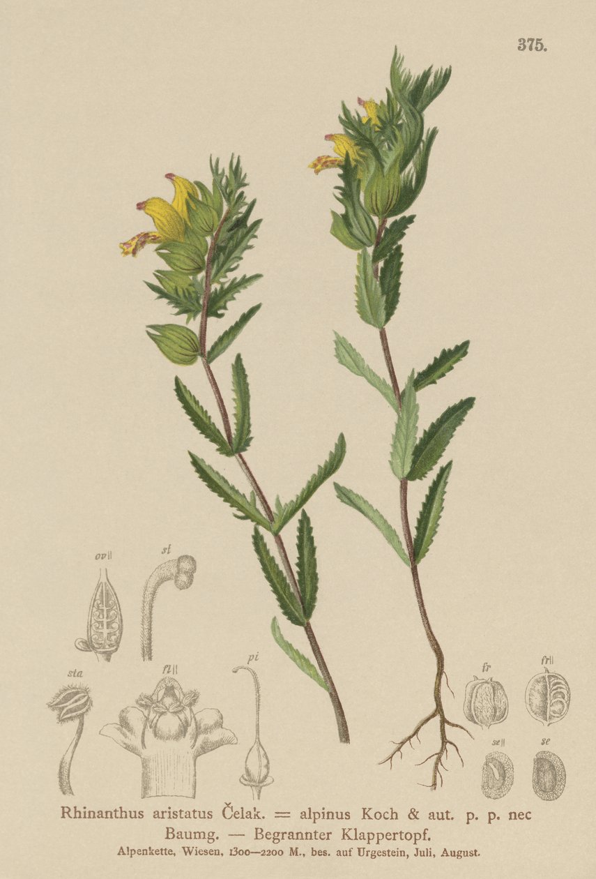 Karvainen keltainen helistin (Rhinanthus aristatus, Rhinanthus alpinus) tekijältä German School