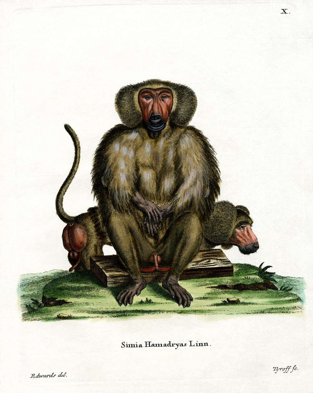 Hamadryas Baboon (värillinen kaiverrus) tekijältä German School