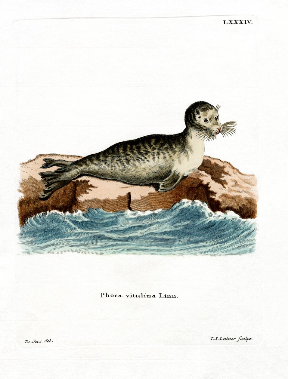 Harbour Seal (värillinen kaiverrus) tekijältä German School