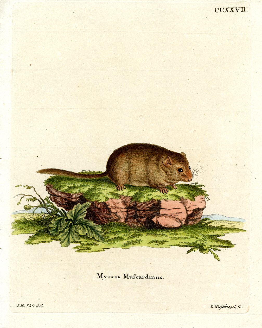Hazel Dormouse (värillinen kaiverrus) tekijältä German School