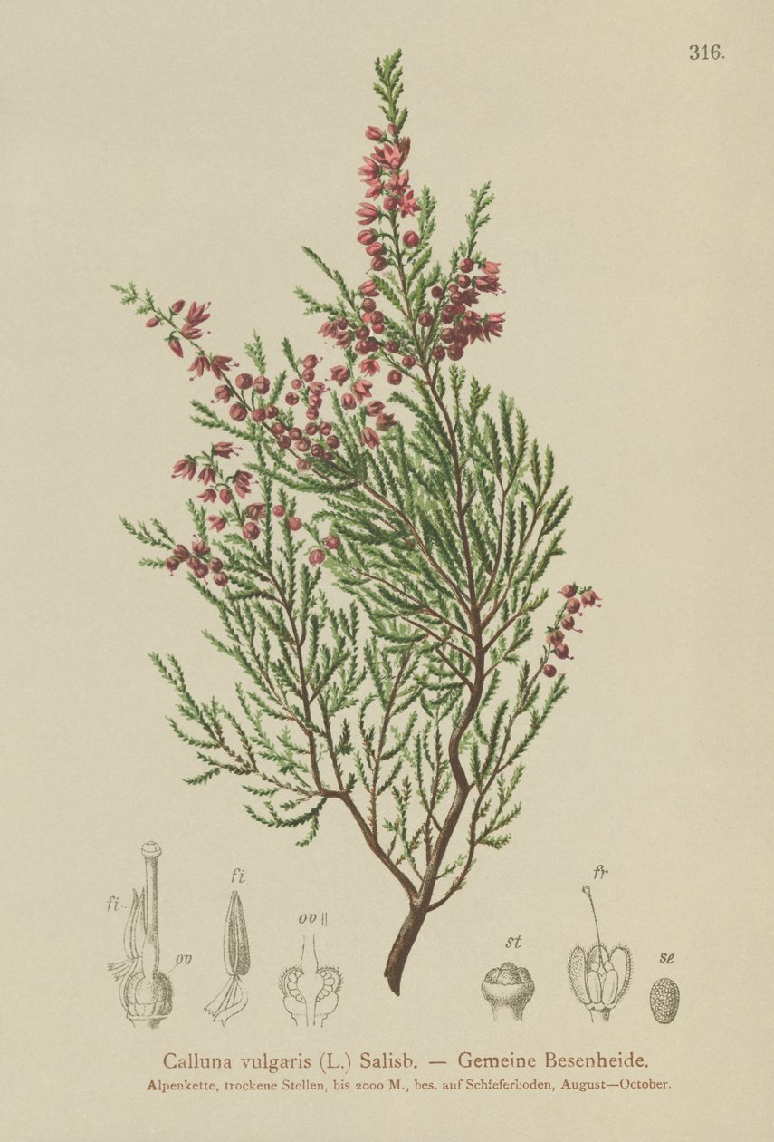 kanerva (Calluna vulgaris) tekijältä German School