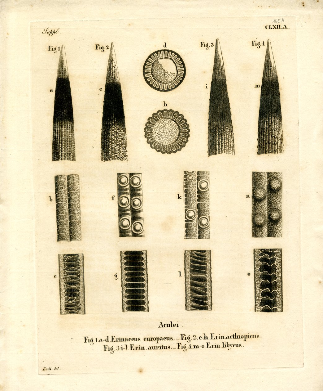 Hedgehog Prickles (värillinen kaiverrus) tekijältä German School