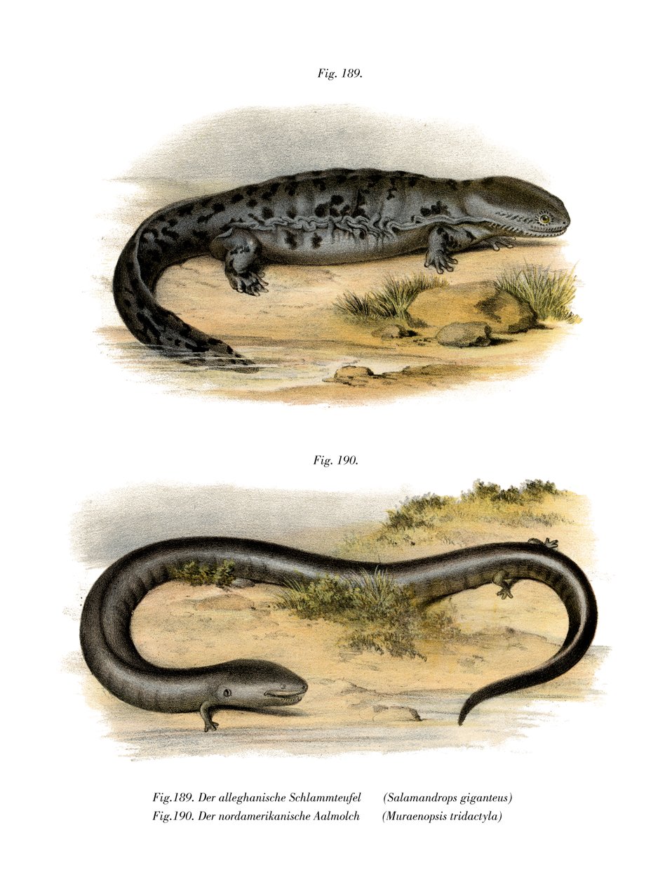 Hellbender (väri litho) tekijältä German School
