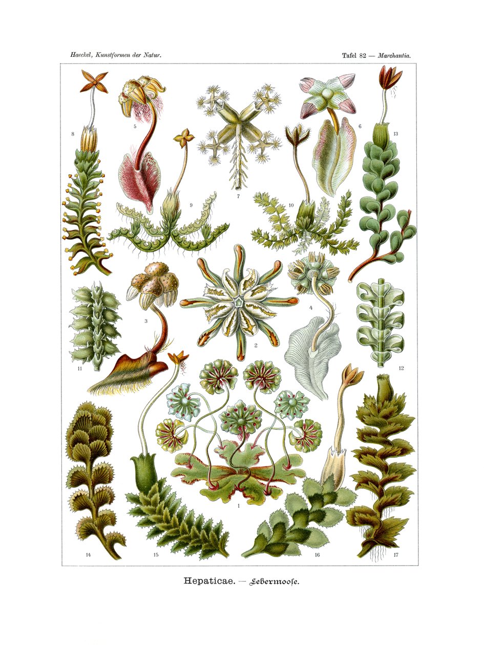 Hepaticae, 1899-1904 tekijältä German School