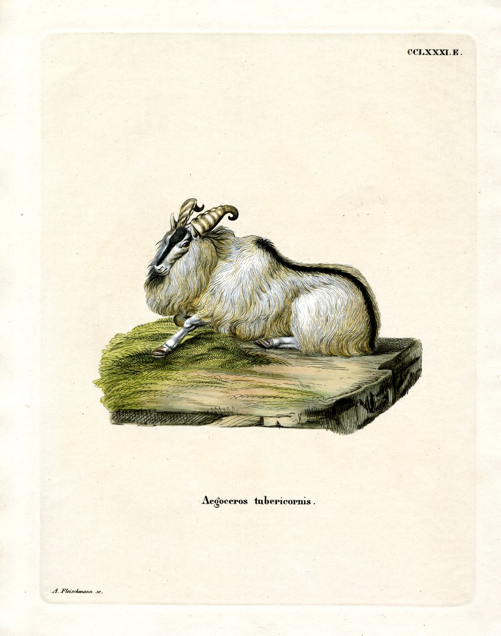 Himalayan Thar (värillinen kaiverrus) tekijältä German School