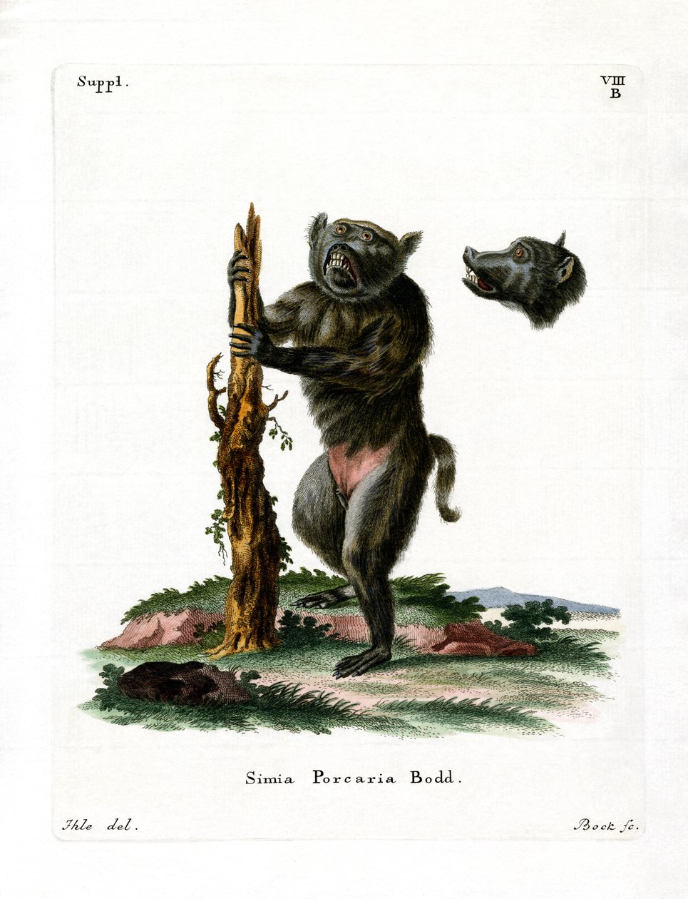 Hog-faced Baboon (värillinen kaiverrus) tekijältä German School