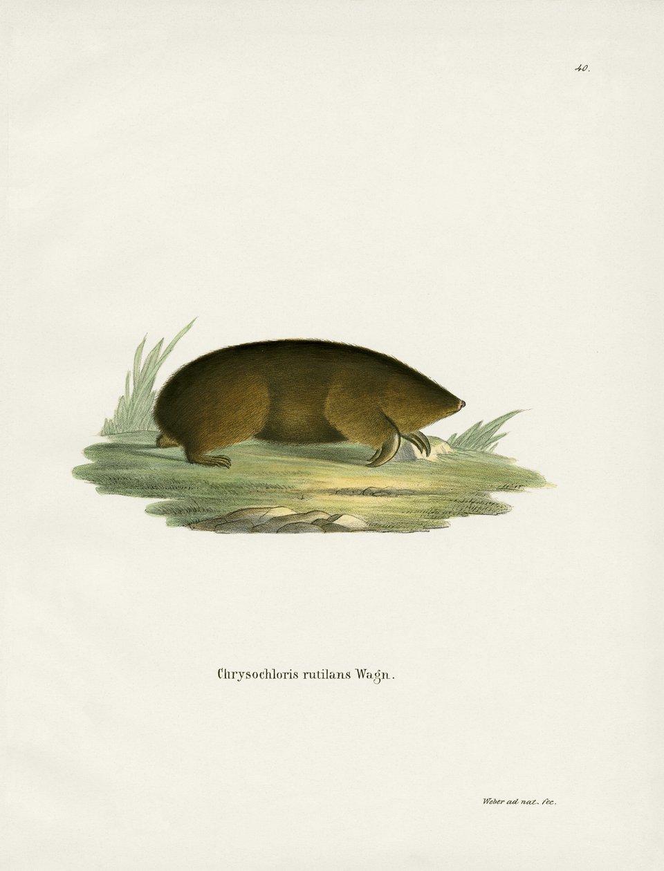 Hottentot Golden Mole (värillinen kaiverrus) tekijältä German School