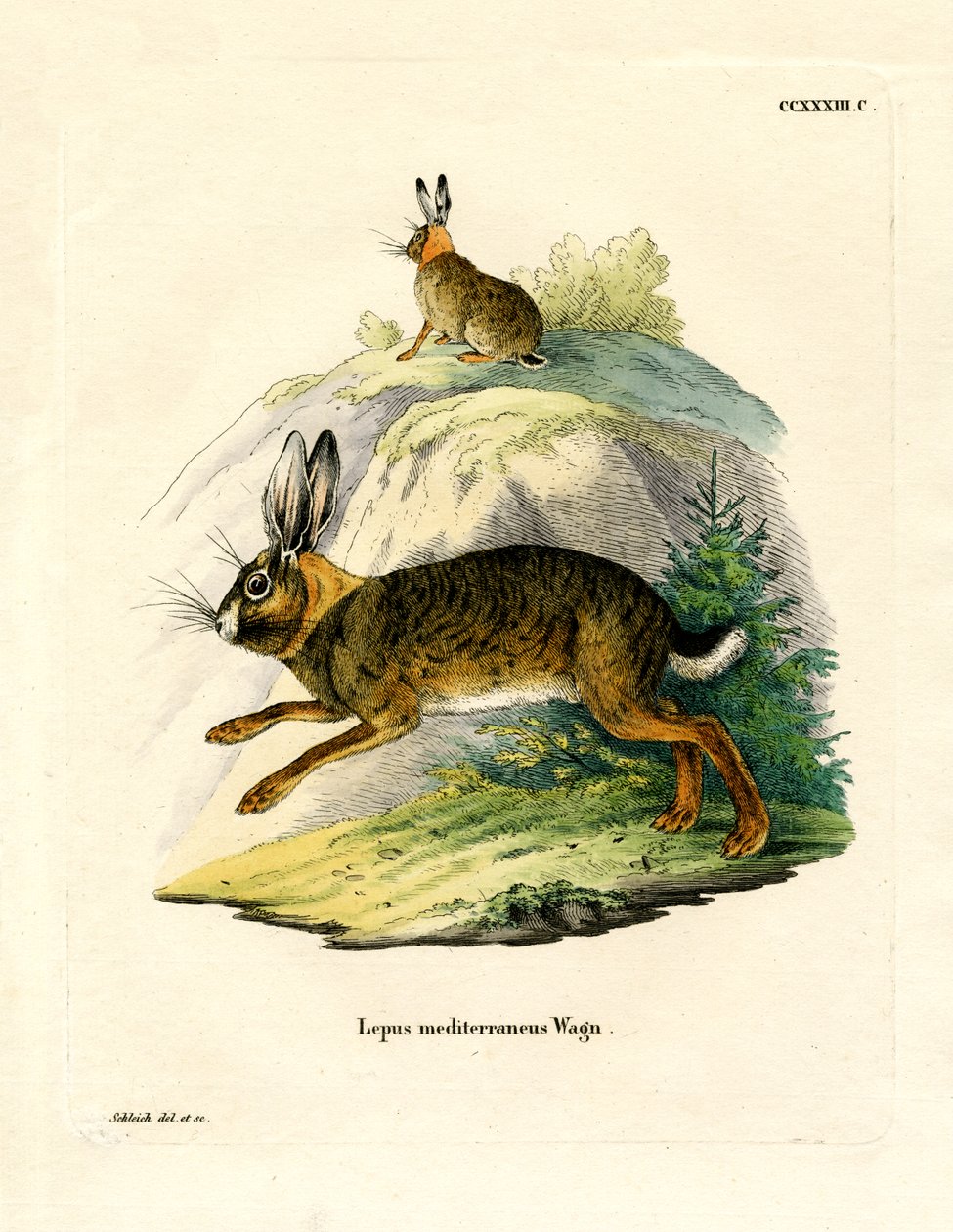 Iberian Hare (värillinen kaiverrus) tekijältä German School