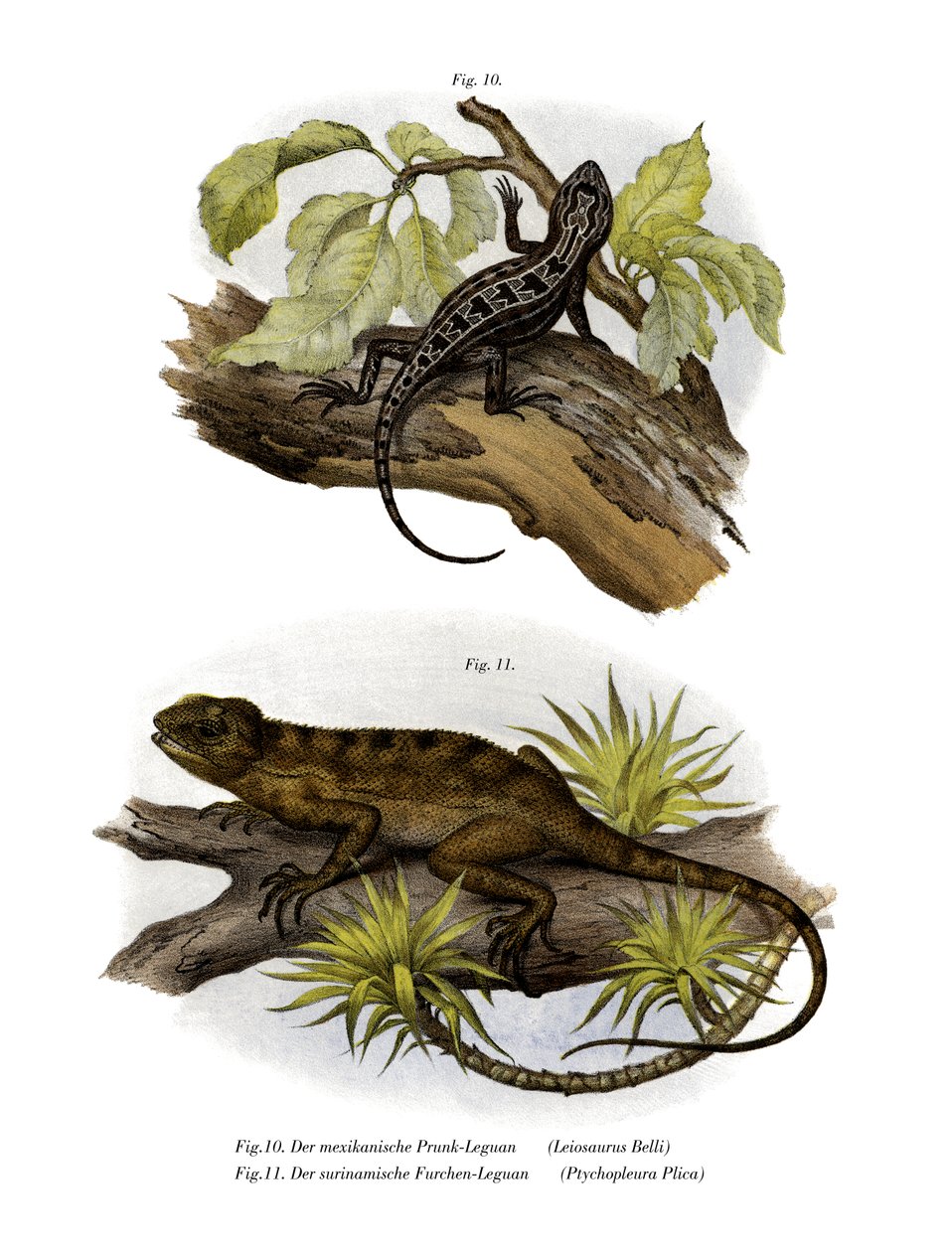 Iguana (väri litho) tekijältä German School