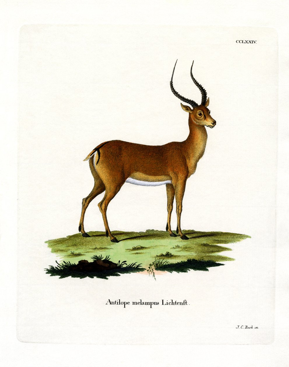 Impala (värillinen kaiverrus) tekijältä German School