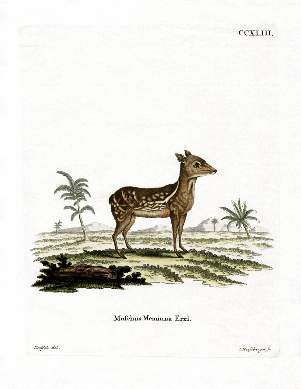 Intialainen täplikäs Chevrotain (värillinen kaiverrus) tekijältä German School