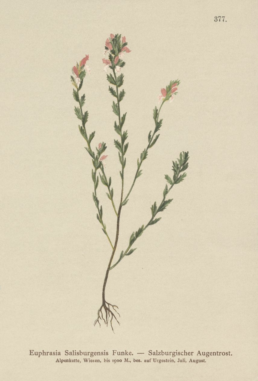 Irlantilainen Eyebright (Euphrasia Salisburgensis) tekijältä German School