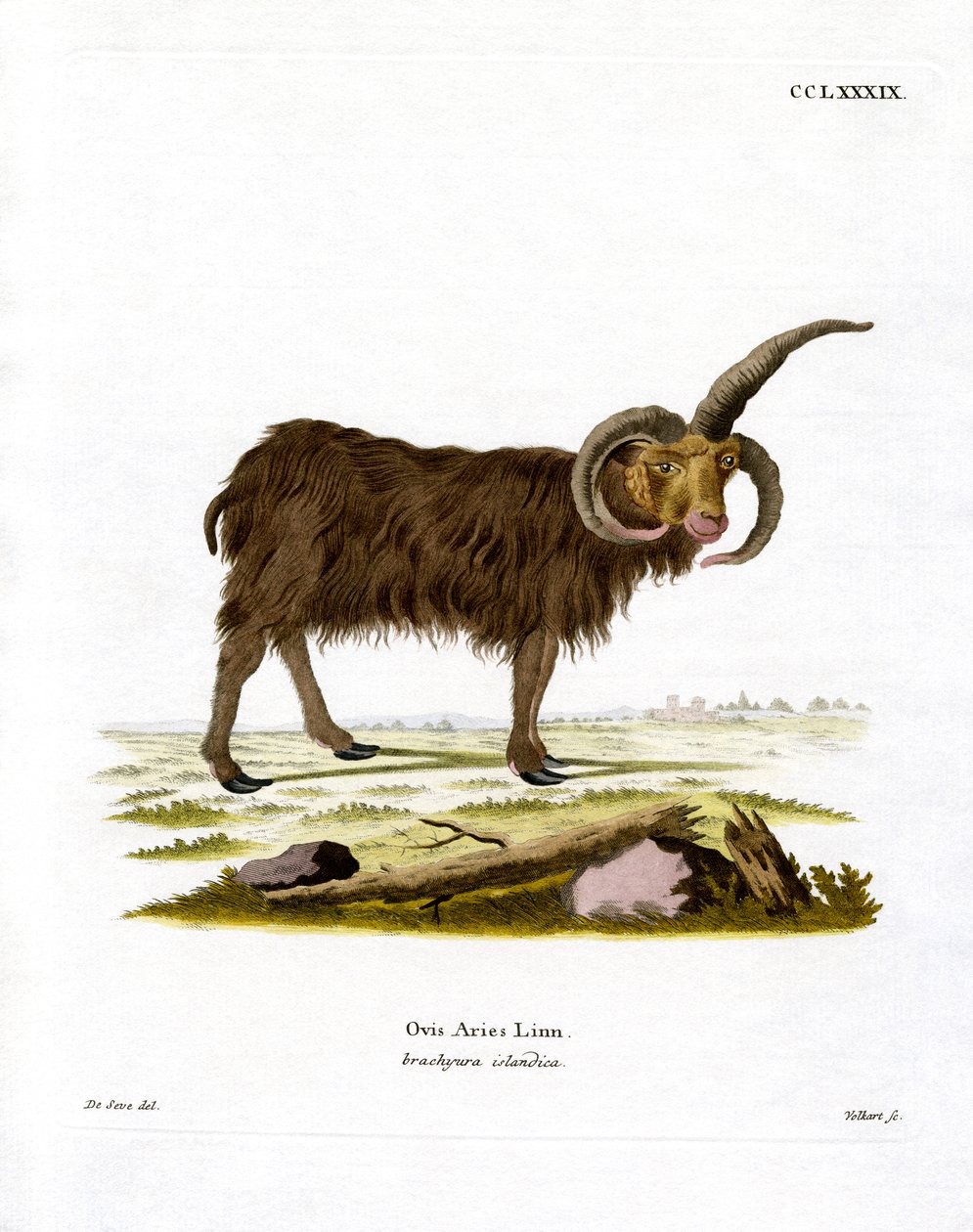 Jacob Sheep (värillinen kaiverrus) tekijältä German School