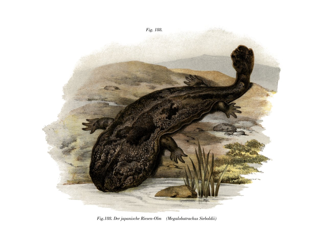 Japanilainen jättiläissalamander (väri litho) tekijältä German School