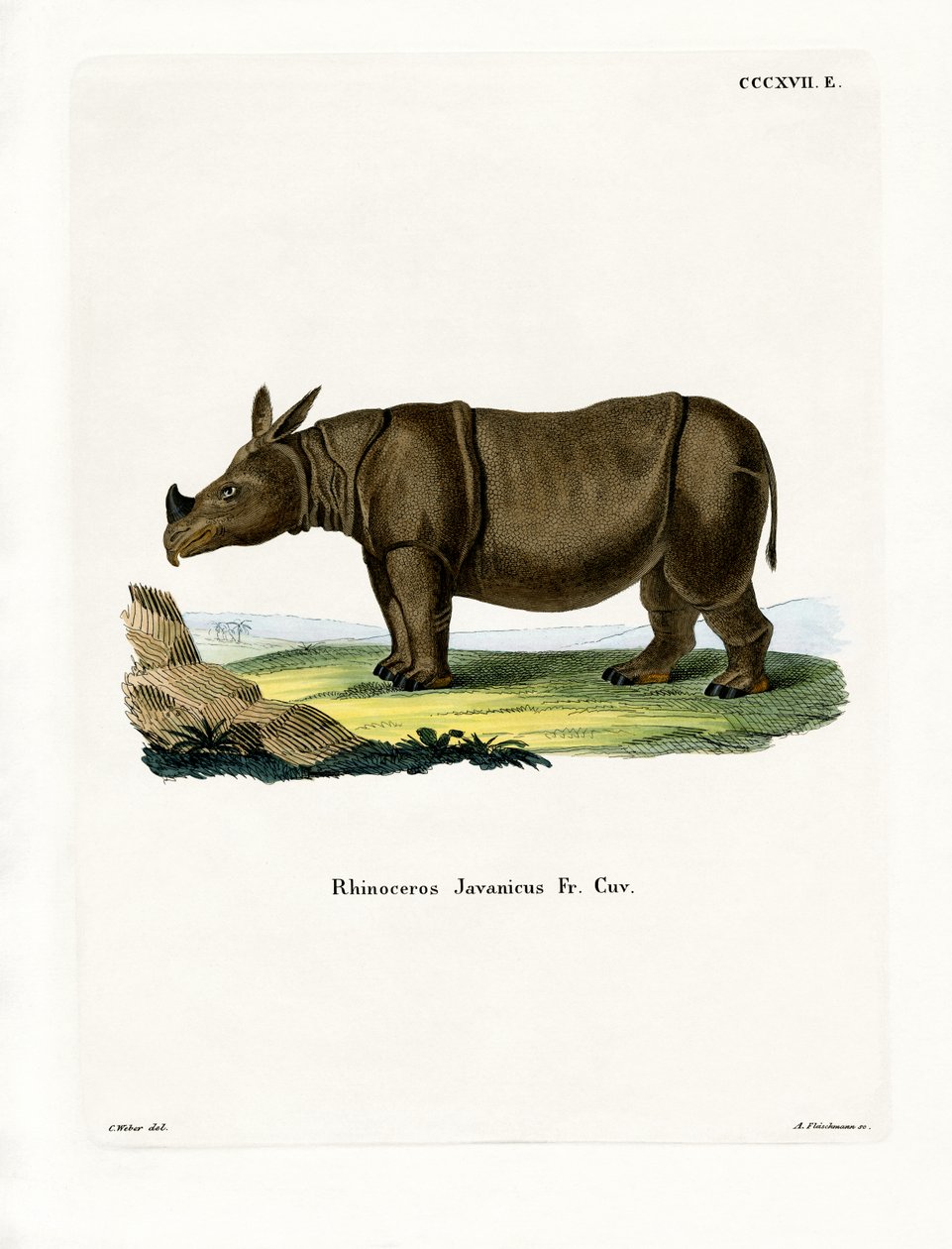Jaavan Rhinoceros (värillinen kaiverrus) tekijältä German School
